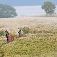 Red deer (Cervus elaphus) female / hind with young calf foraging in wheat field / cornfield in the mist in summer 